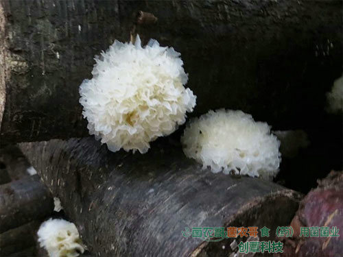 銀耳椴木傳統栽培 銀耳椴木傳統栽培